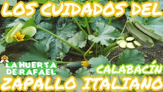 Los cuidados del zapallo italiano o calabacín|El cultivo del zapallo italiano calabacín|9NaTemporada