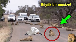 Bakın Bu Aslan Yaklaştığı Adama Ne Yaptı! Sübhanallah Bu Bir Mucize!