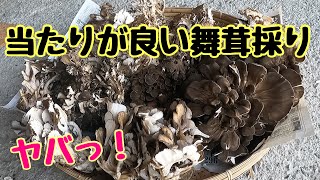 【令和3年10月】爆採り舞茸の極意！