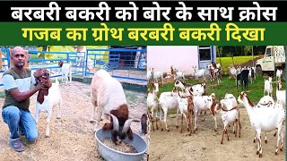 Goat Farming | बरबरी बकरी से बोर बकरी का क्रॉस गजब का ग्रोथ दोख बकरी में