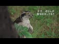 オオタカ幼鳥3羽