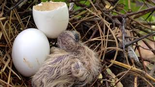 Baby Mourning Dove with Other Egg