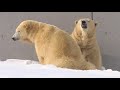 リラを探すララ　呼ばれて駆け寄るリラ　　polar bears　mom and daughter love