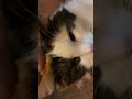 三毛猫みぃちゃん　ナデナデされてうっとり顔の猫