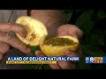 passionfruit in season at plant city farm