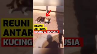 Kucing Liar yang Mengejutkan: Reaksi Tak Terduga Setelah Bertemu dengan Wanita #FunFacts