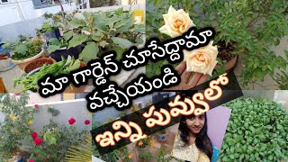 మిద్దె పైన Harvest చేసిన మెంతిఆకు  || Terrace Garden Methi leaves Cutting||#methi