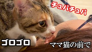 【猫アテレコ】本当のママ猫の前で、人の耳をチュパチュパする子猫