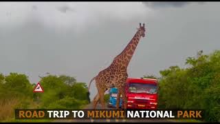 ROAD TRIP TO MIKUMI NATIONAL PARK