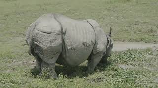 Kaziranga National Park Safari.                  || April 2023 ||