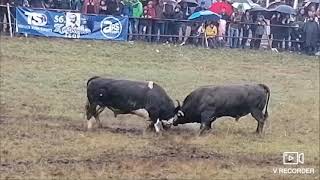 Mesi vs Mrki(polufinale srednja kategorija) KOČIĆA ZBOR 2021