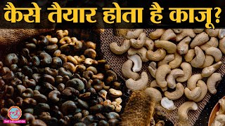 Cashew Nut Processing: बहुत पापड़ बेलने पर तैयार होता है स्वादिष्ट Cashew | Kaju | Kaju Production