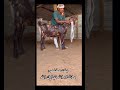 62 cm hijazi goat ears world record 😍 trending animals funny shorts @haqqigoatfarm x8f