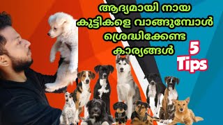 puppy First Days Care Tips Malayalam.