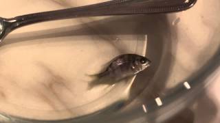 very short video of yellowfin seabream