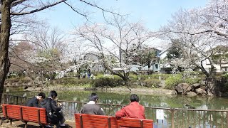 【Full HD】馬橋公園の桜