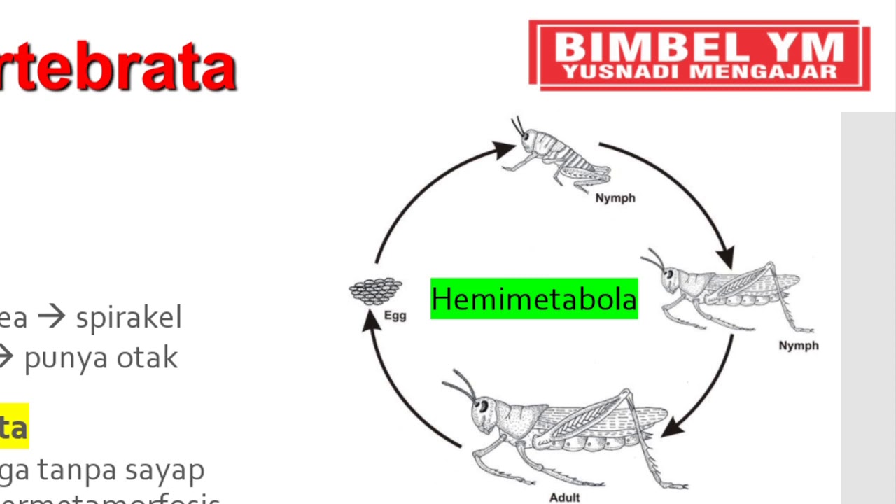 Materi Animalia Invertebrata (Part 2) - YouTube