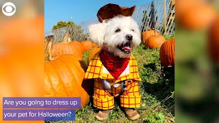 WEB EXTRA: Halloween Pet Costumes