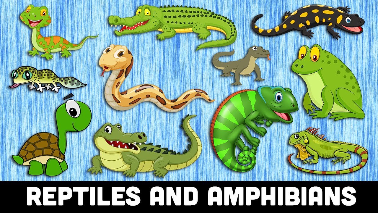 REPTILES For Kids | Learn REPTILES And AMPHIBIANS Animals Names For ...