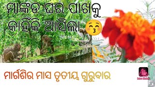 ମାର୍ଗଶିର ମାସ ତୃତୀୟ ଗୁରୁବାର🙏🙏..... #ମାଙ୍କଡ#love❤️ #odia#viralvideo @pramitapatrapramivlogs5804