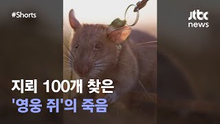 지뢰 100개 찾은 '영웅 쥐'의 죽음 #JTBC #Shorts