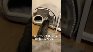 エリザベスカラーが邪魔でお家に入れない猫#子猫#cat #保護猫 #猫のいる暮らし #ねこ