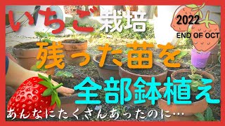 イチゴ栽培！残っている苗を鉢に植え替える！宝交早生！