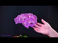 how to shape a flower cascade on your phalaenopsis orchid spike orchid care for beginners