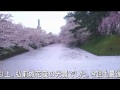 弘前城　桜の花筏