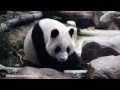 20151031 圓仔玩小石頭 the giant panda yuan zai @taipei zoo