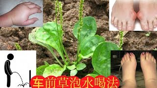 车前草泡水喝有改善尿酸，肾炎、水肿,很多人都不知道 ！Health Benefits Of Plantain.