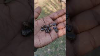 ricinus communis| castor oil | arandi ka tel #forensic