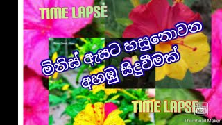 මිනිස් ඇසට නොගැටෙන අහඹු සිදුවීමක්🌷🌷🌷