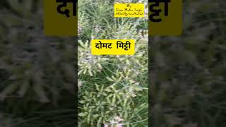 जीरा की सफल खेती | Cumin ki kheti | cumin cultivation | Jira kikheti kaise Kare | #shorts