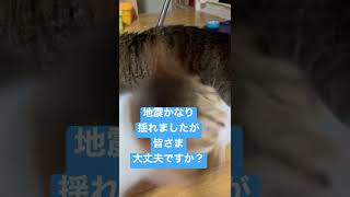 猫が地震に先に気づいてくれて飛び起きた#shorts