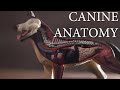 How the Dog Anatomy differs from Humans