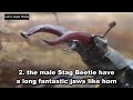 most expensive insect in the world stag beetle