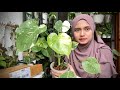 Unboxing Potting Mat Peralatan Tanaman Hias