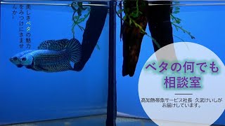 2021年3月03日は金魚の日♬　ベタの何でも相談室別館　