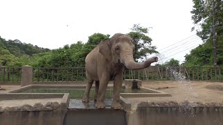 日本平動物園、水をかける象さんと猛獣、羽を広げた孔雀（2021・5・26）