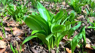 #เก็บกระเทียมป่ารอบที้4 ค่ะ🌱😄#foraging for wild garlic🌱☺️#ผัดซอสหอยกระเทียมป่า