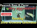 Silver Arowana Tankmates - Oscar and Peacock Bass very aggresive with Koi Fish