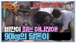 묵직한 실루엣 자랑하는 ‘달돈이’의 몸무게!ㅣ순간포착 세상에 이런 일이(Instant Capture)ㅣSBS Story