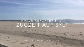 Zugzeit auf Sylt   April 2020