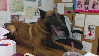 Aurora remembers retired police K-9