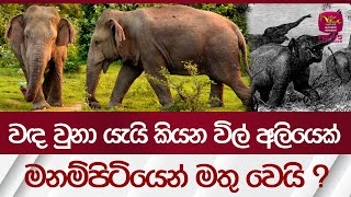 වඳ වුනා යැයි කියන විල් අලියෙක් - මනම්පිටියෙන් මතු‍ වෙයි ? | Rupavahini News