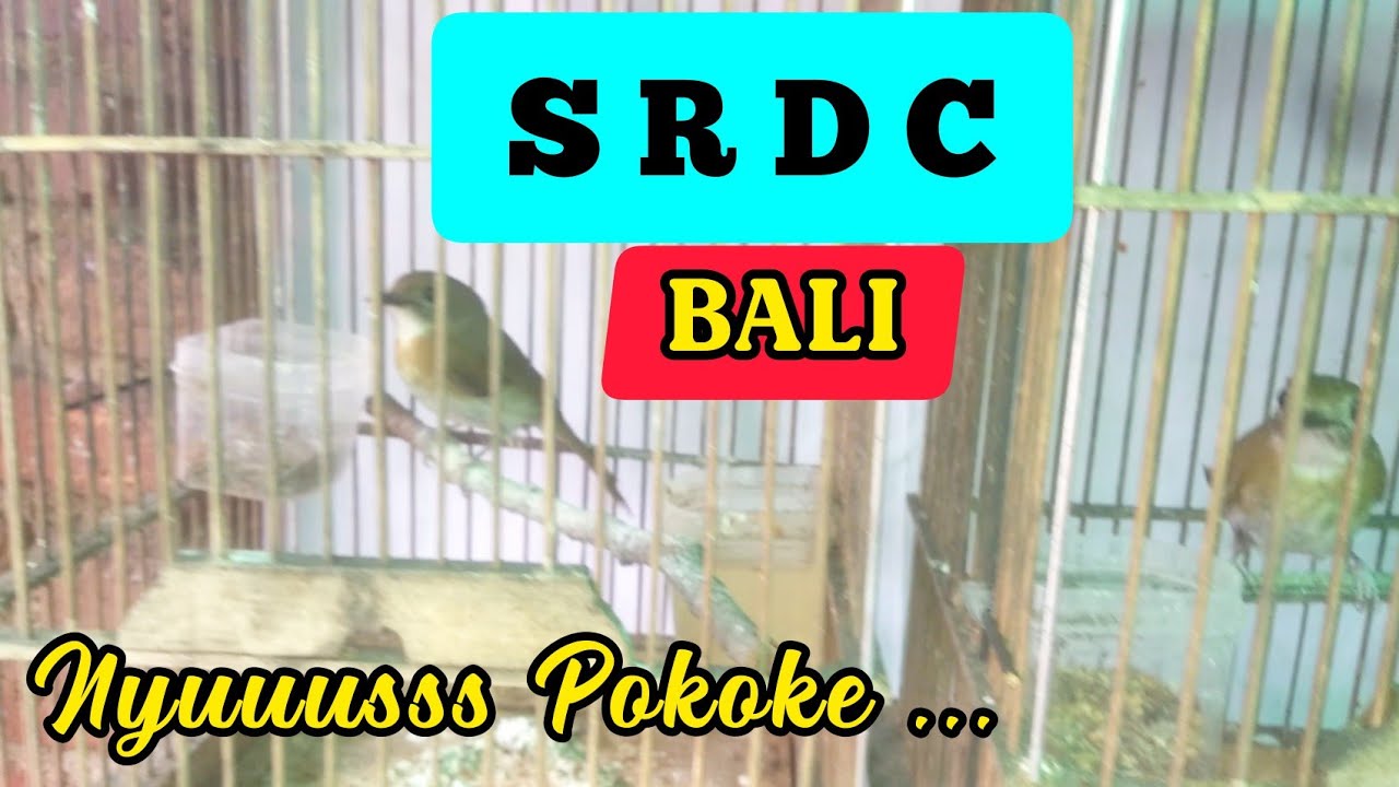 Cara Memilih Srdc Bali Bahan Prospek Ciri Srdc Jantan Betina Lengkap