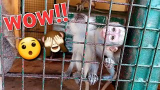 Bibi Monkey video wow!!😯🐒 #monkey #grooming #babymonkey #cuteanimals #funnyanimals #viralvideo #zoo