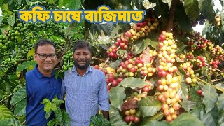 রংপুরের তারাগঞ্জে কফি চাষে বাজিমাত ।। Coffee Cultivation in Rangpur