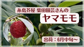 今週の糸島食材  柴田園芸さんの【ヤマモモ】